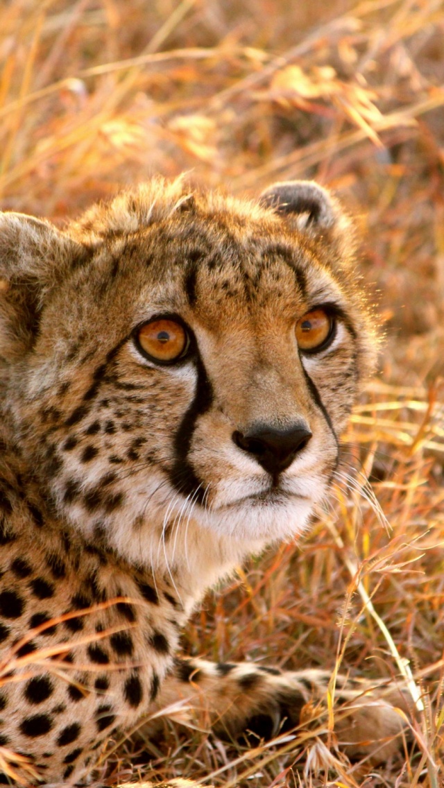 1846 Cheetah Cat